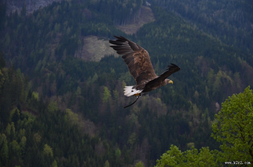飞翔的老鹰图片