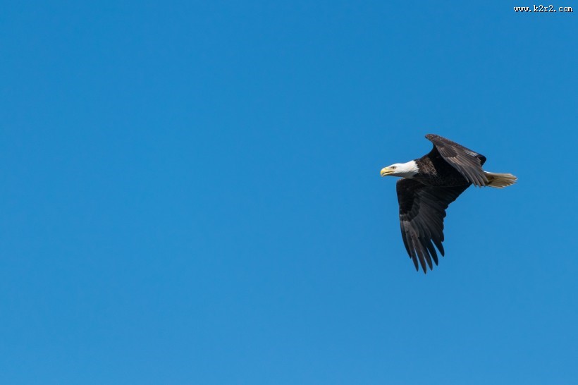 飞翔的老鹰图片