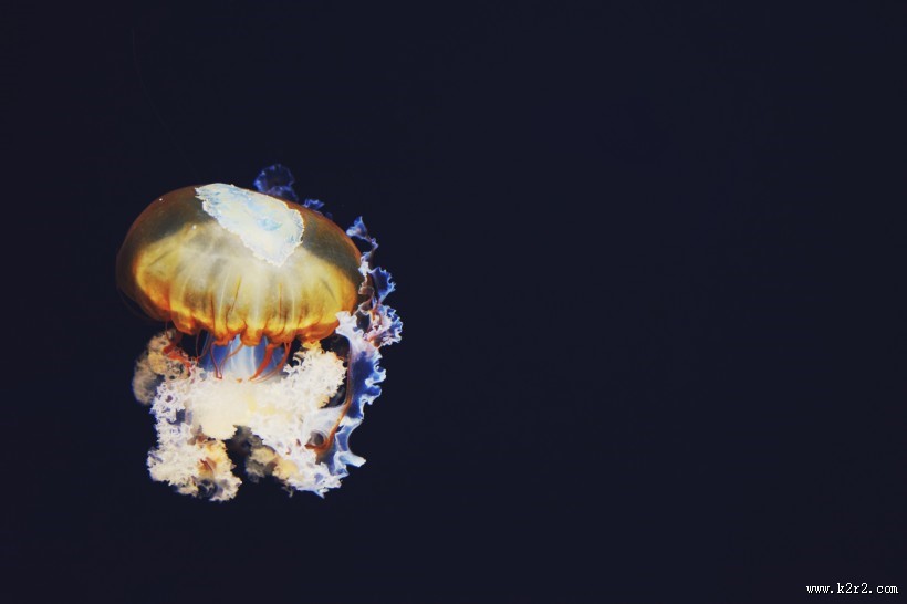 海里生活的水母图片