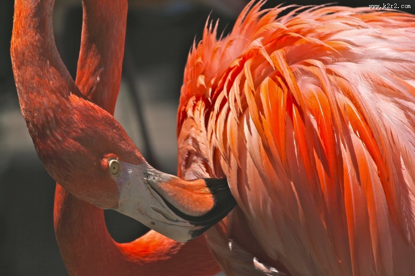 长脖子红鹳鸟图片大全