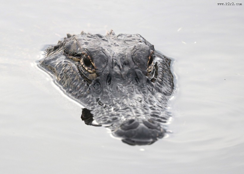 凶残的鳄鱼图片大全