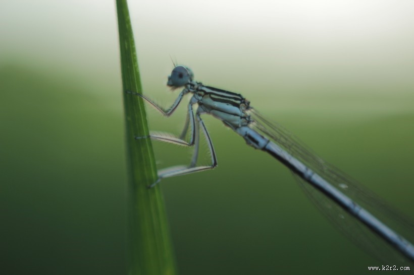 停留的蜻蜓图片