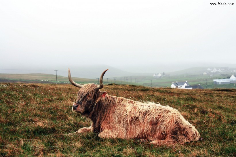 草原上的牦牛图片大全