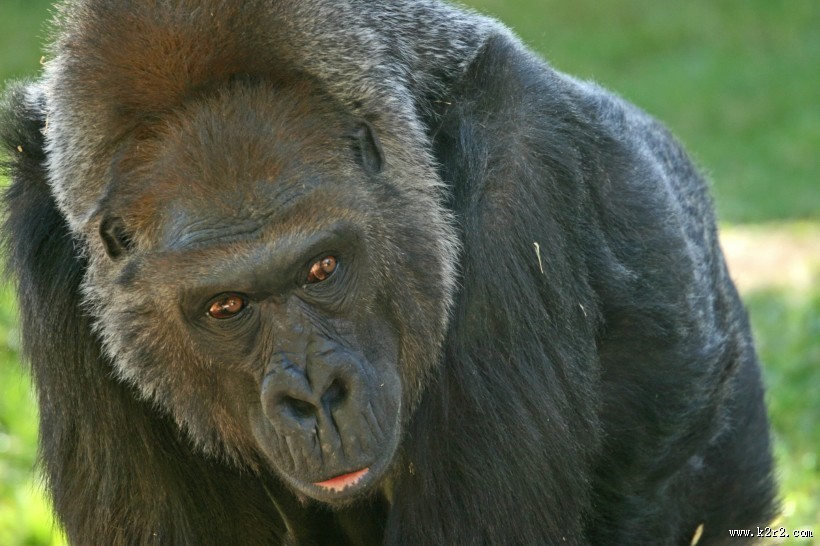 搞怪有趣的大猩猩图片大全