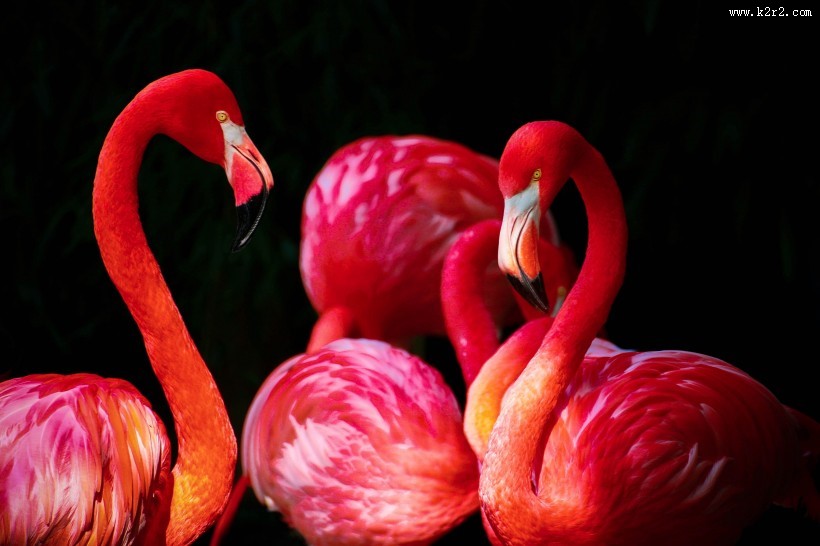 长脖子红鹳鸟图片大全