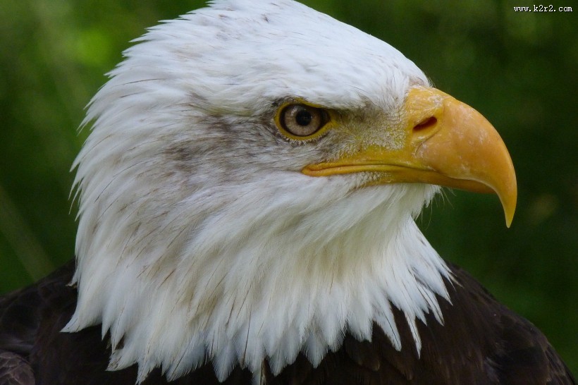老鹰的头部图片大全