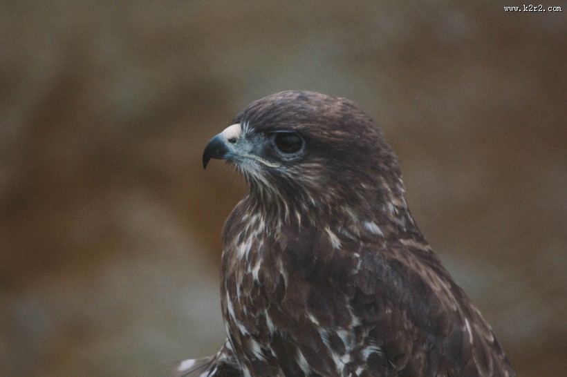 难以驯服的猎鹰图片