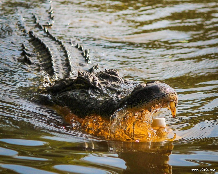 凶残的鳄鱼图片