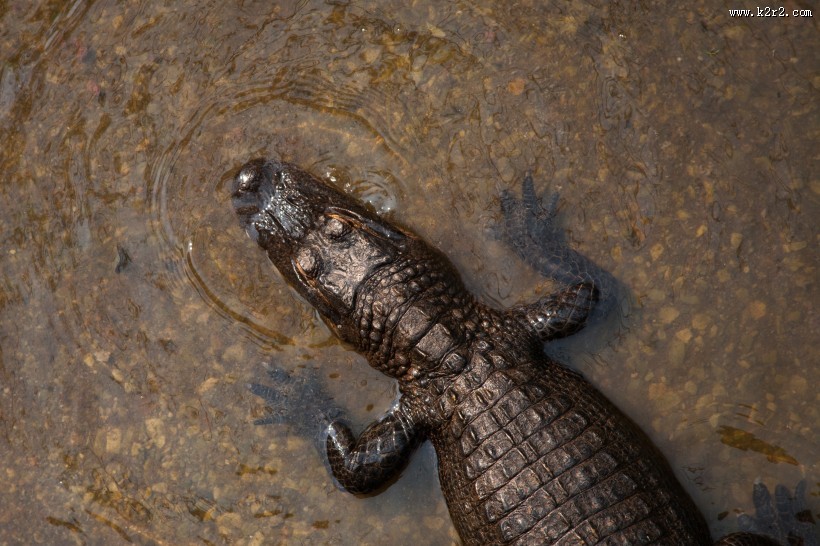 凶残的鳄鱼图片