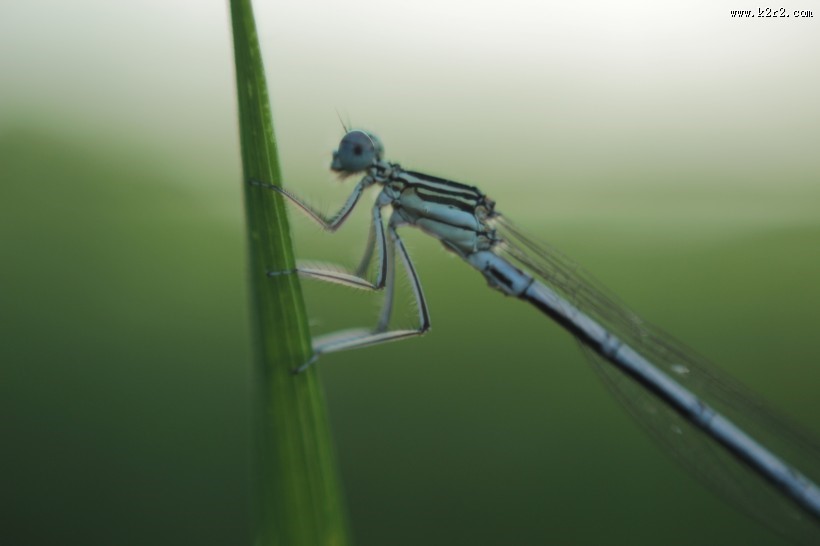停留的蜻蜓图片大全
