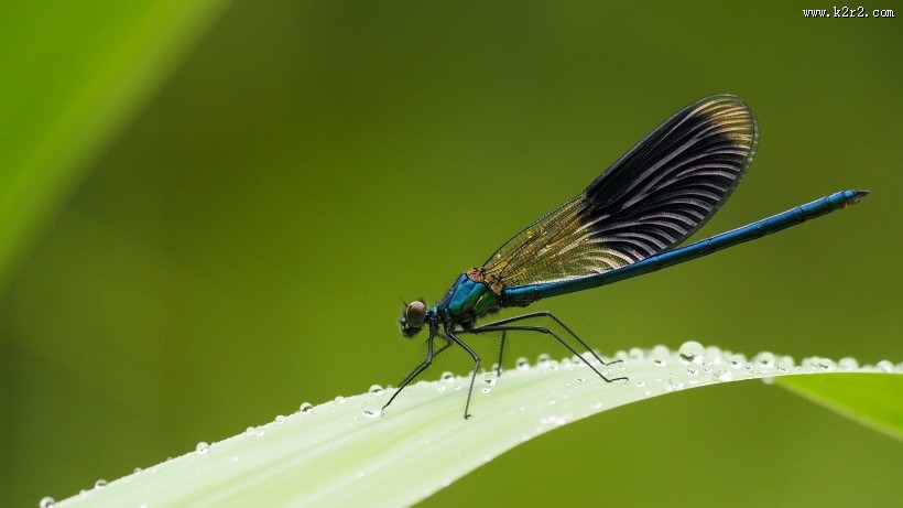 停留的蜻蜓图片大全