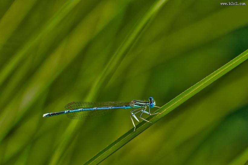 停留的蜻蜓图片大全