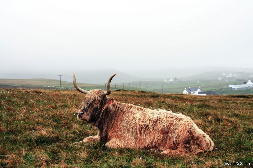 草原上的牦牛图片