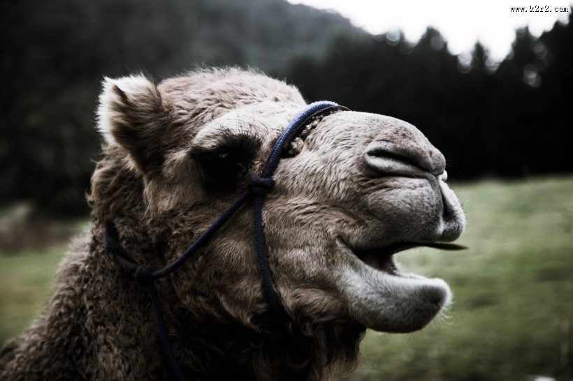 骆驼的面部图片