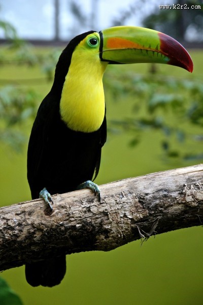 羽毛光鲜的鹦鹉图片