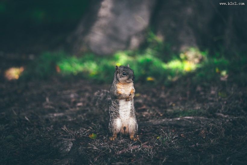 呆萌可爱的小松鼠图片大全