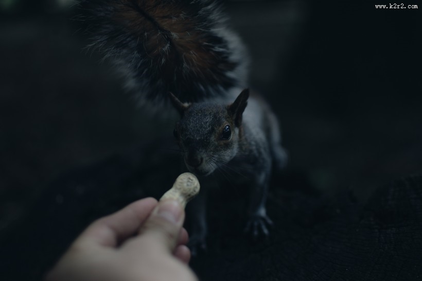 呆萌可爱的小松鼠图片大全