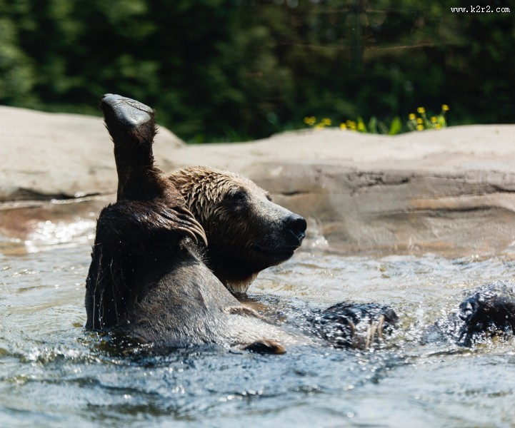 庞大的棕熊图片大全