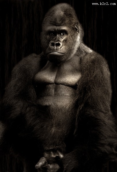 呆萌的大猩猩图片