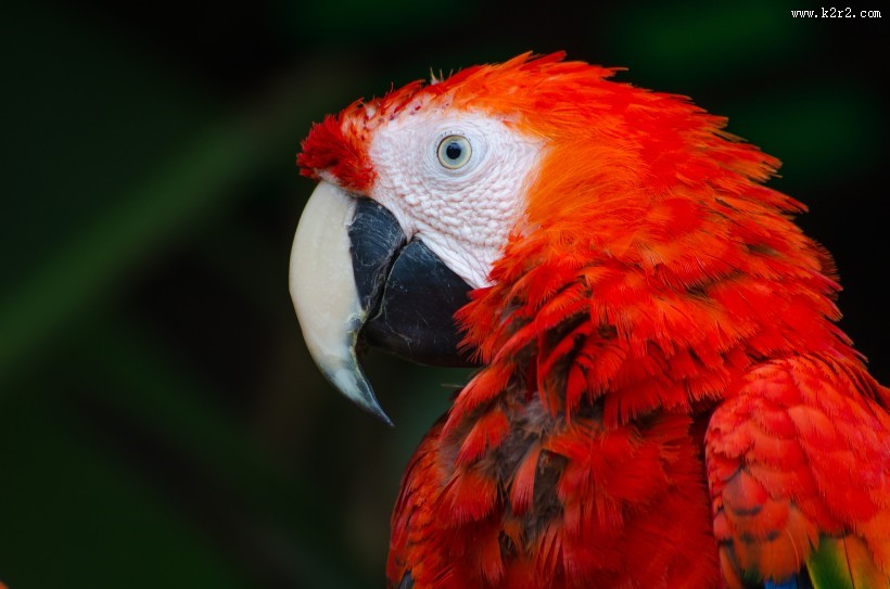 漂亮的五彩金刚鹦鹉图片