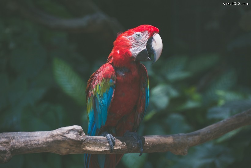 漂亮的五彩金刚鹦鹉图片