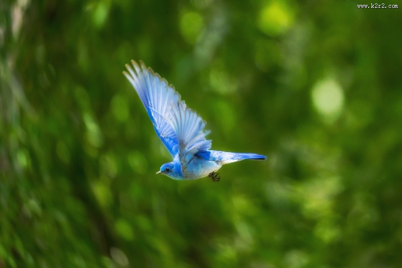 娇小的蜂鸟图片