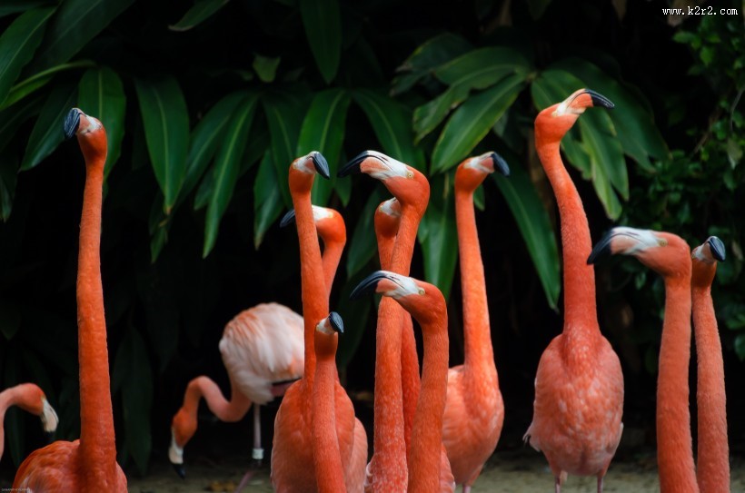 亮丽的火烈鸟图片