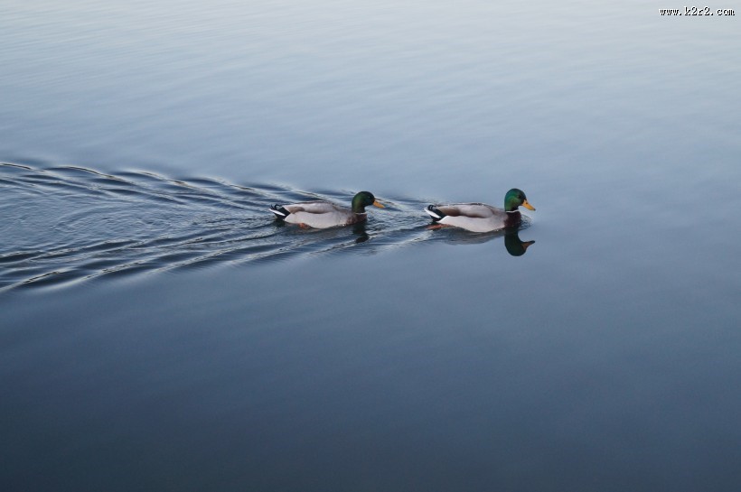 水中的鸭子图片