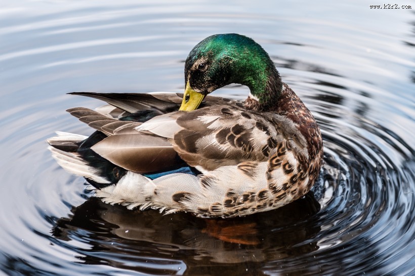 水中的鸭子图片