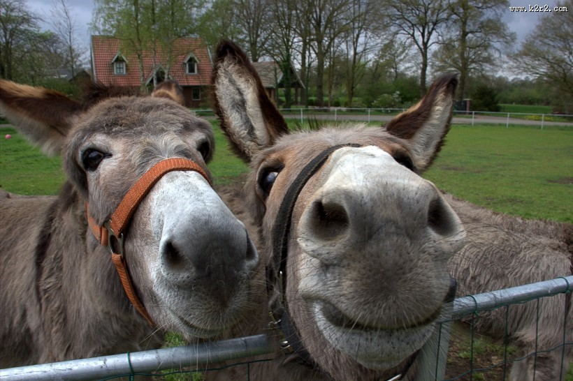 健壮呆萌的毛驴图片大全