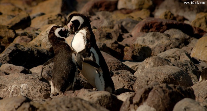 聪明可爱的企鹅图片