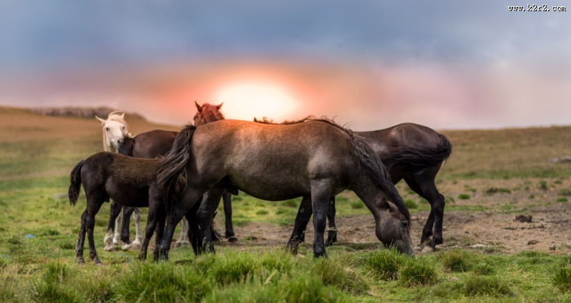美丽的马群图片