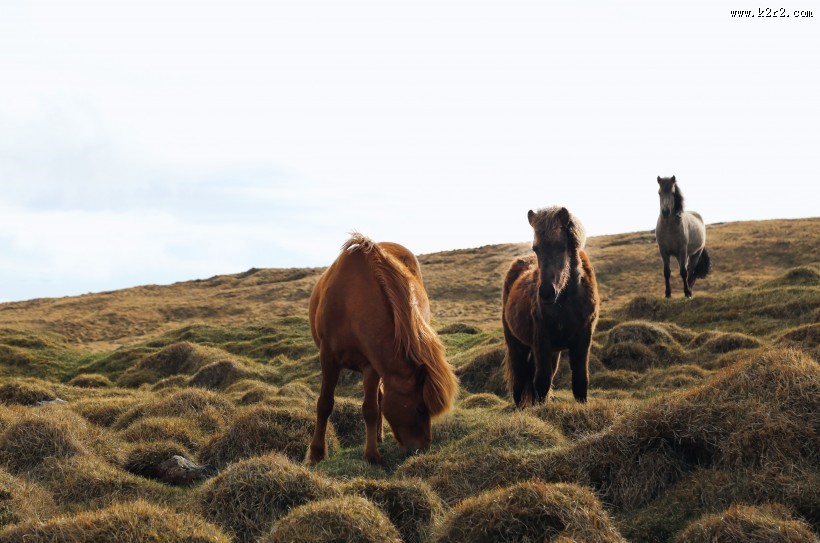 美丽的马群图片