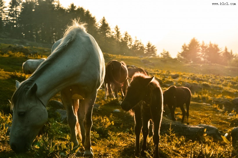 美丽的马群图片