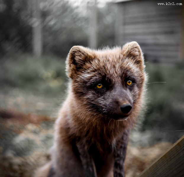 可爱的北极狐图片