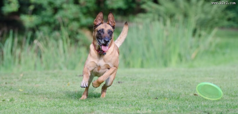 奔跑跳跃的狗狗图片
