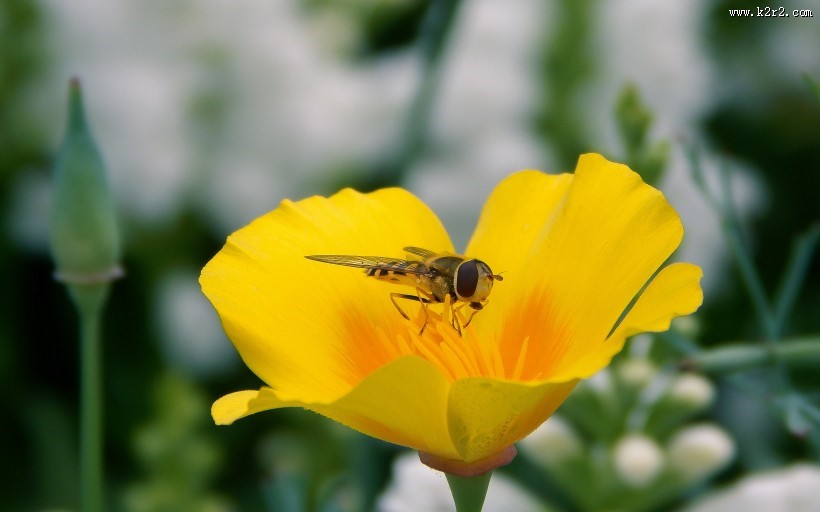 采蜜的小蜜蜂图片
