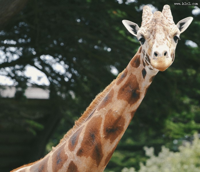 美丽可爱的长颈鹿图片