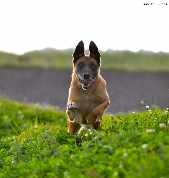 奔跑跳跃的狗狗图片