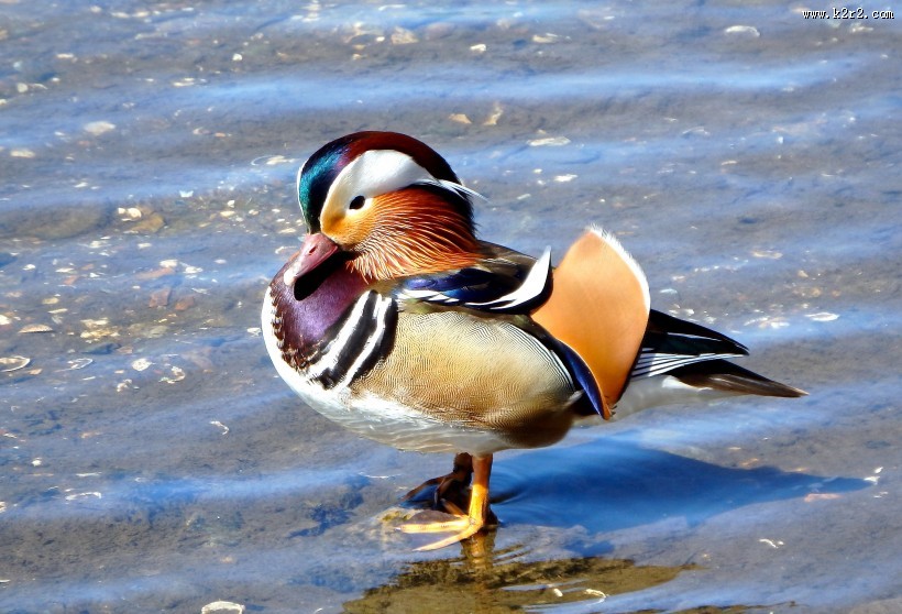色彩斑斓的鸳鸯图片