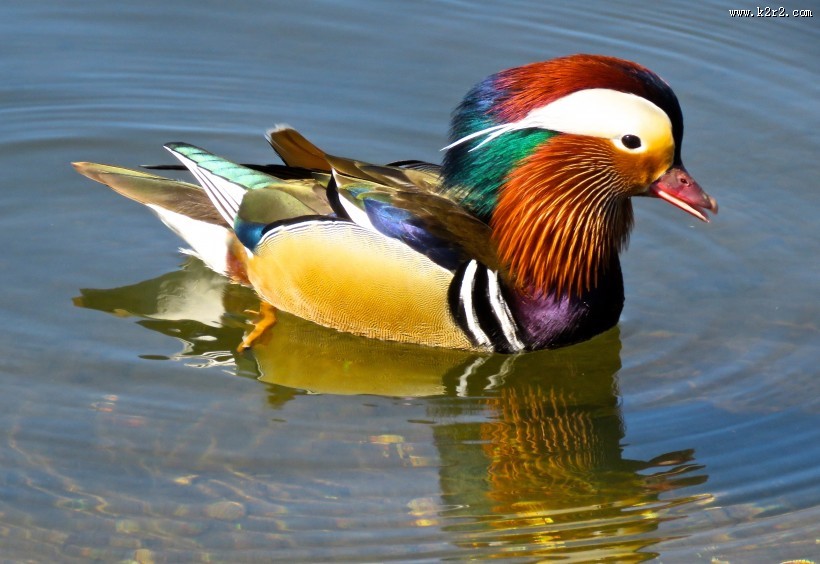 色彩斑斓的鸳鸯图片
