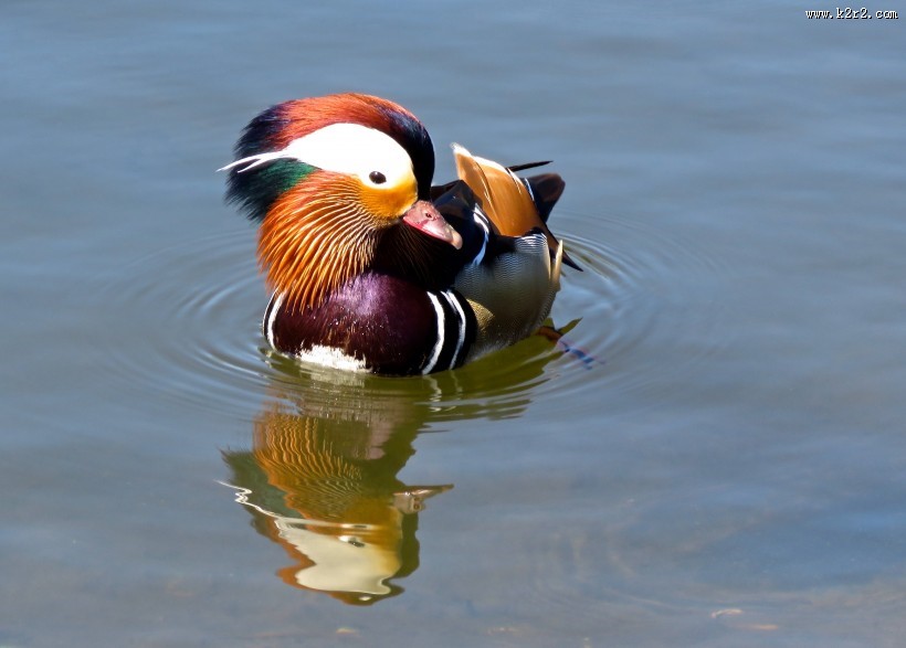 色彩斑斓的鸳鸯图片