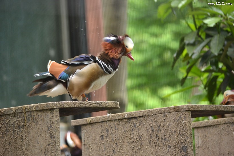 色彩斑斓的鸳鸯图片