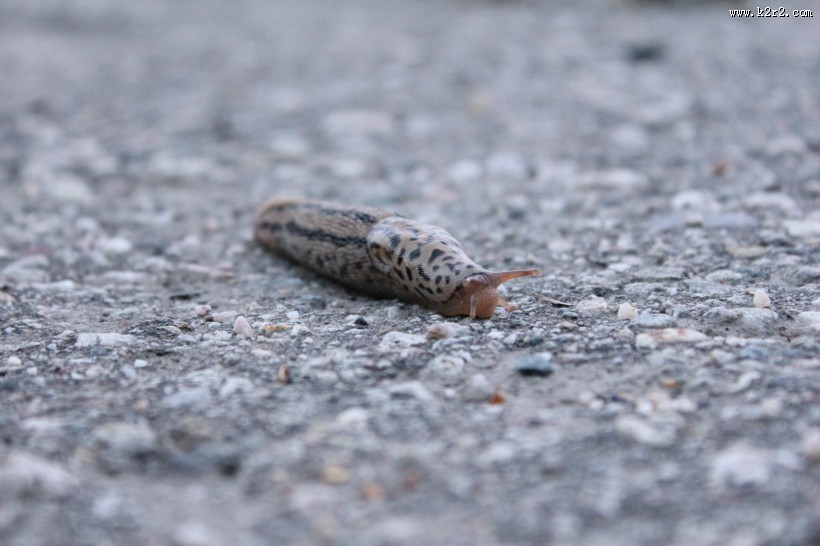 缓慢的蛞蝓图片大全