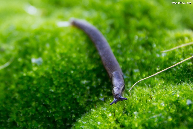 缓慢的蛞蝓图片大全