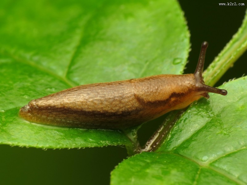 缓慢的蛞蝓图片大全