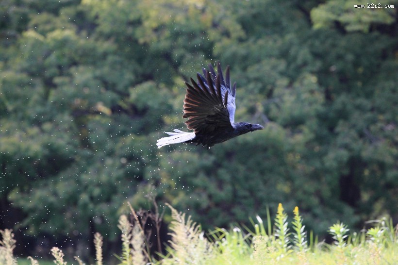 颜色漆黑的乌鸦图片