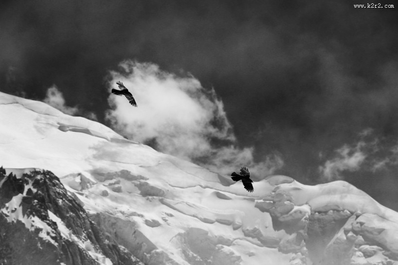 颜色漆黑的乌鸦图片