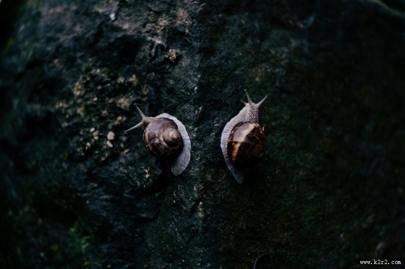 爬行的蜗牛图片