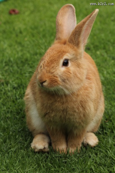 可爱的兔子图片大全